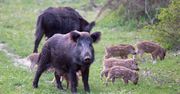 Poznań: Dziki w parku. Zarząd Zieleni Miejskiej apeluje o ostrożność