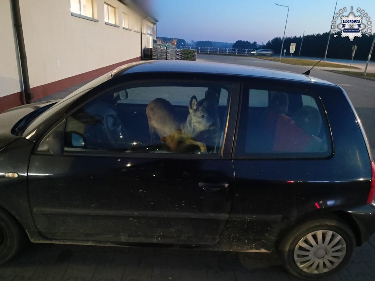 Jechała do pracy z nietypową "pasażerką". Policjanci nie kryli zdziwienia