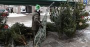 Żywa czy sztuczna? Leśnicy zapraszają do zakupu choinki prosto z lasu