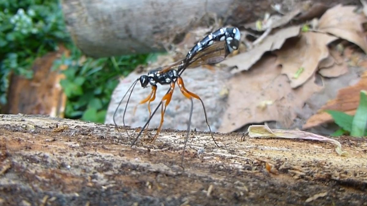 Zgłębiec trzpiennikowaty owadem roku 2025
