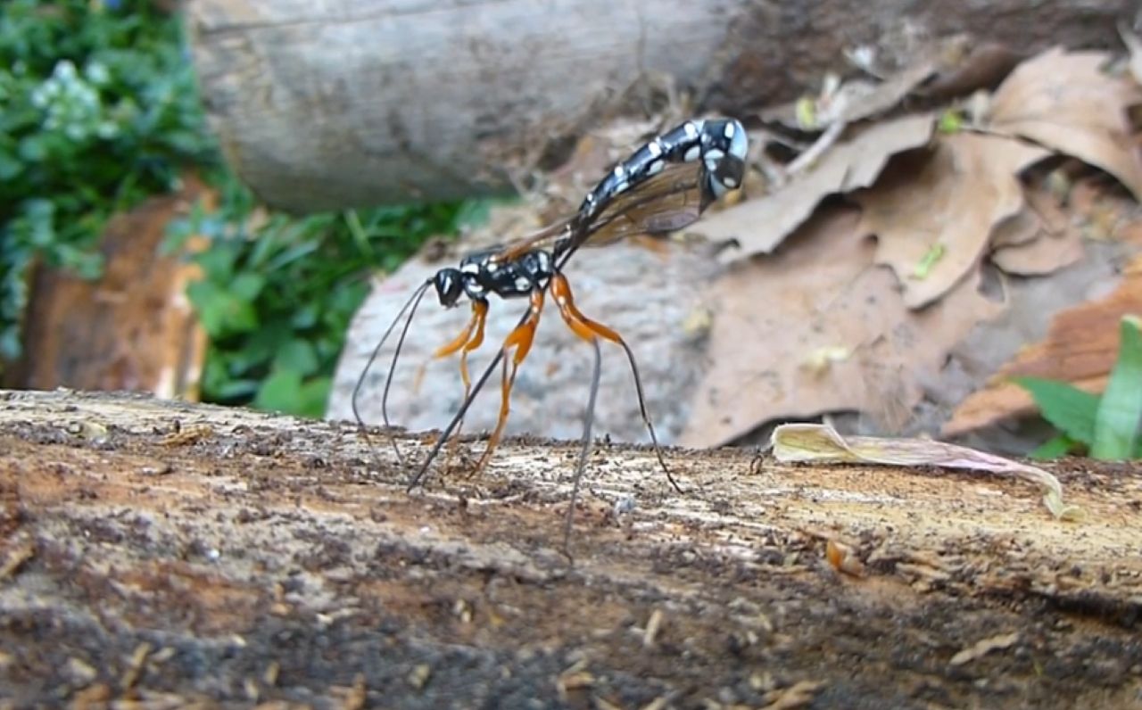 Insect of the Year 2025