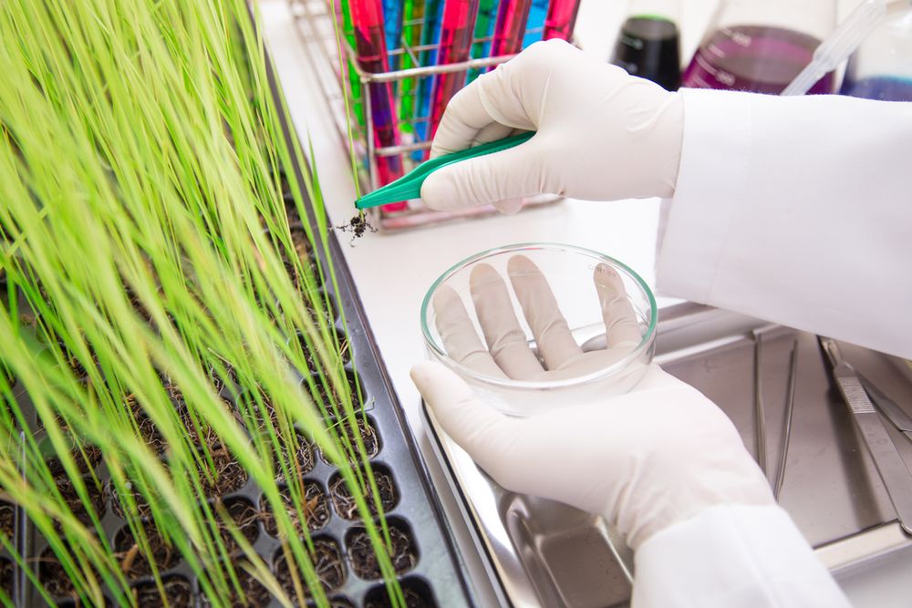 Pozyskiwanie nutraceutyków przebiega w długim i skomplikowanym procesie syntezy roślin