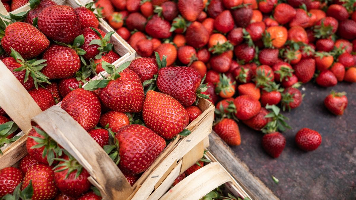 Za kilogram truskawek w hurcie trzeba zapłacić około 20 złotych