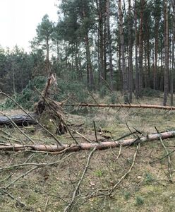 Niebezpiecznie w lasach. Wicher łamie drzewa