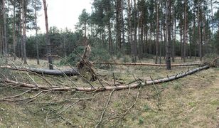 Niebezpiecznie w lasach. Wicher łamie drzewa