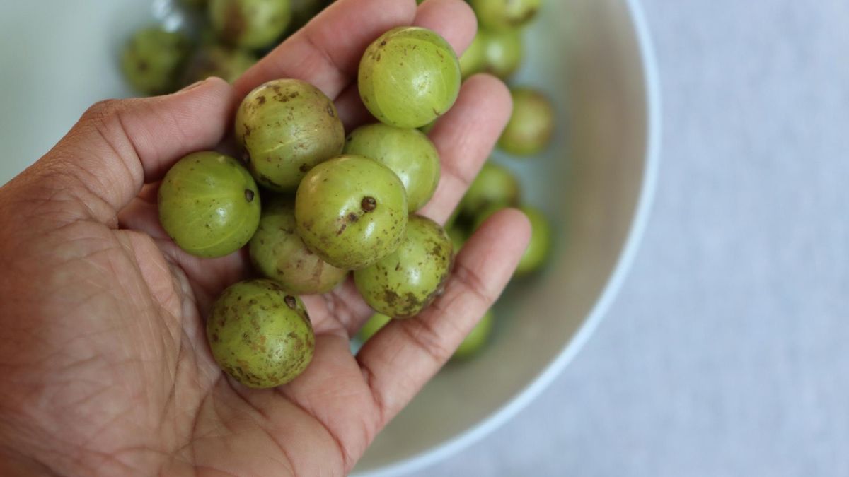Odmiana agrestu zwana "cudowną jagodą". Wspiera nerki i wątrobę, chroni przed cukrzycą
