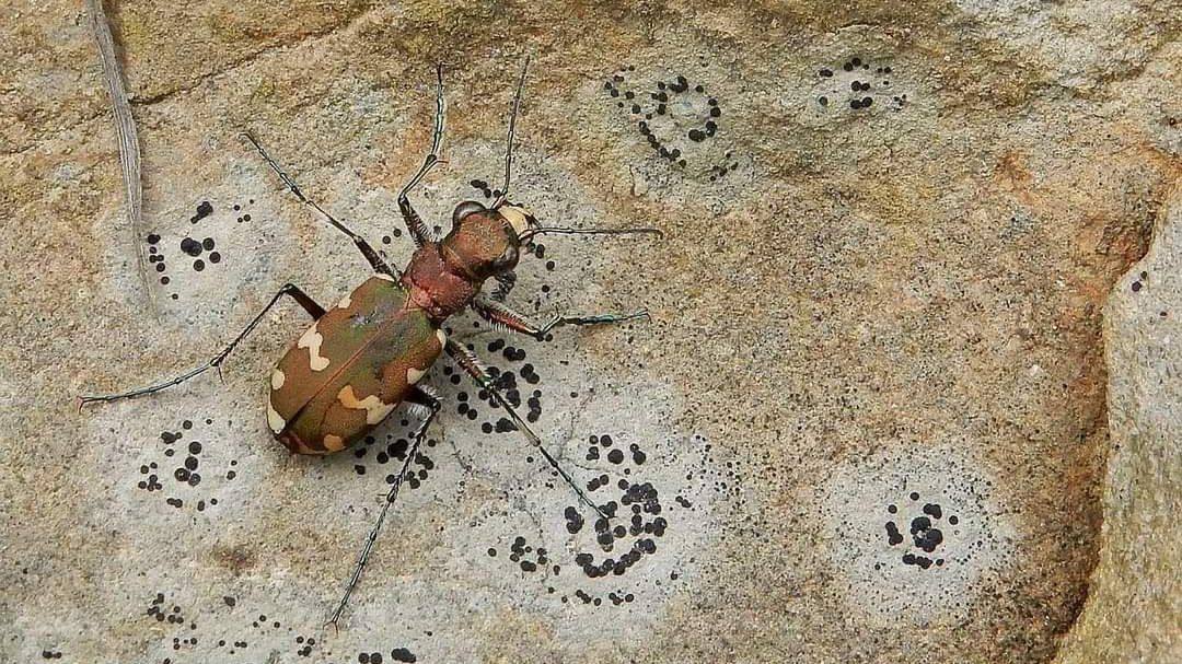 Trzyszcz górski to wyjątkowy owad. Bardzo rzadko spotykany!