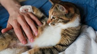 To drapieżniki oportunistyczne. Stanowią niemałe zagrożenie