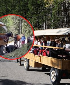Nagranie z Tatr krąży w sieci. Koń przewrócił się, jest oświadczenie