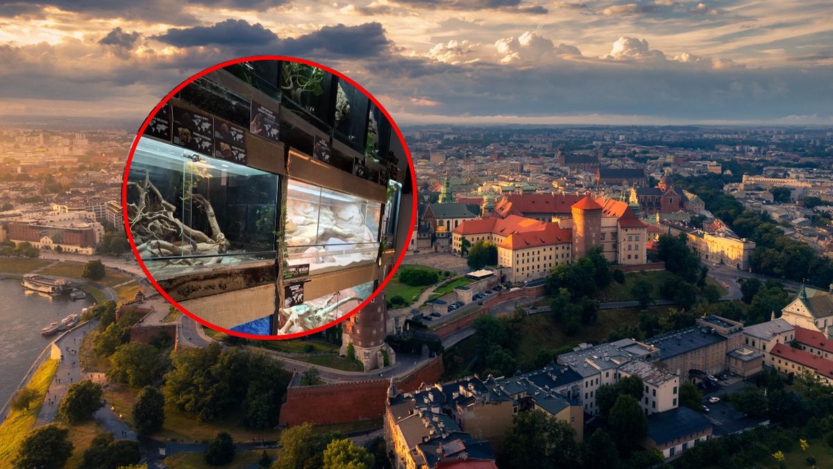 Afera w Krakowie. "Nielegalne zoo" pod lupą prokuratury