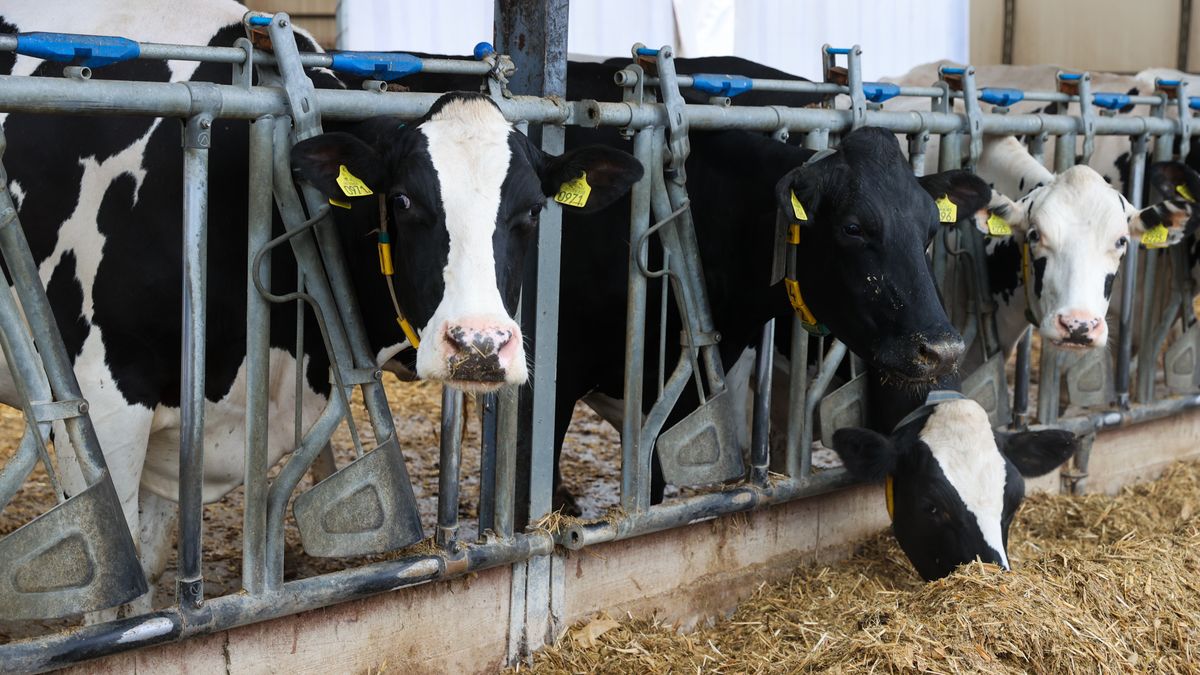 dzie� otwarty
Marian Zubrzycki
D�bo��ka, dzie� otwarty, hodowla, OHZ, rolnictwo, wizyta, 60, 60-lecie, krowy