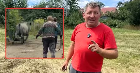 Ucieczka byka u Andrzeja z Plutycz z "Rolnicy. Podlasie". "By nas stratował"
