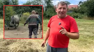 Ucieczka byka u Andrzeja z Plutycz z "Rolnicy. Podlasie". "By nas stratował"