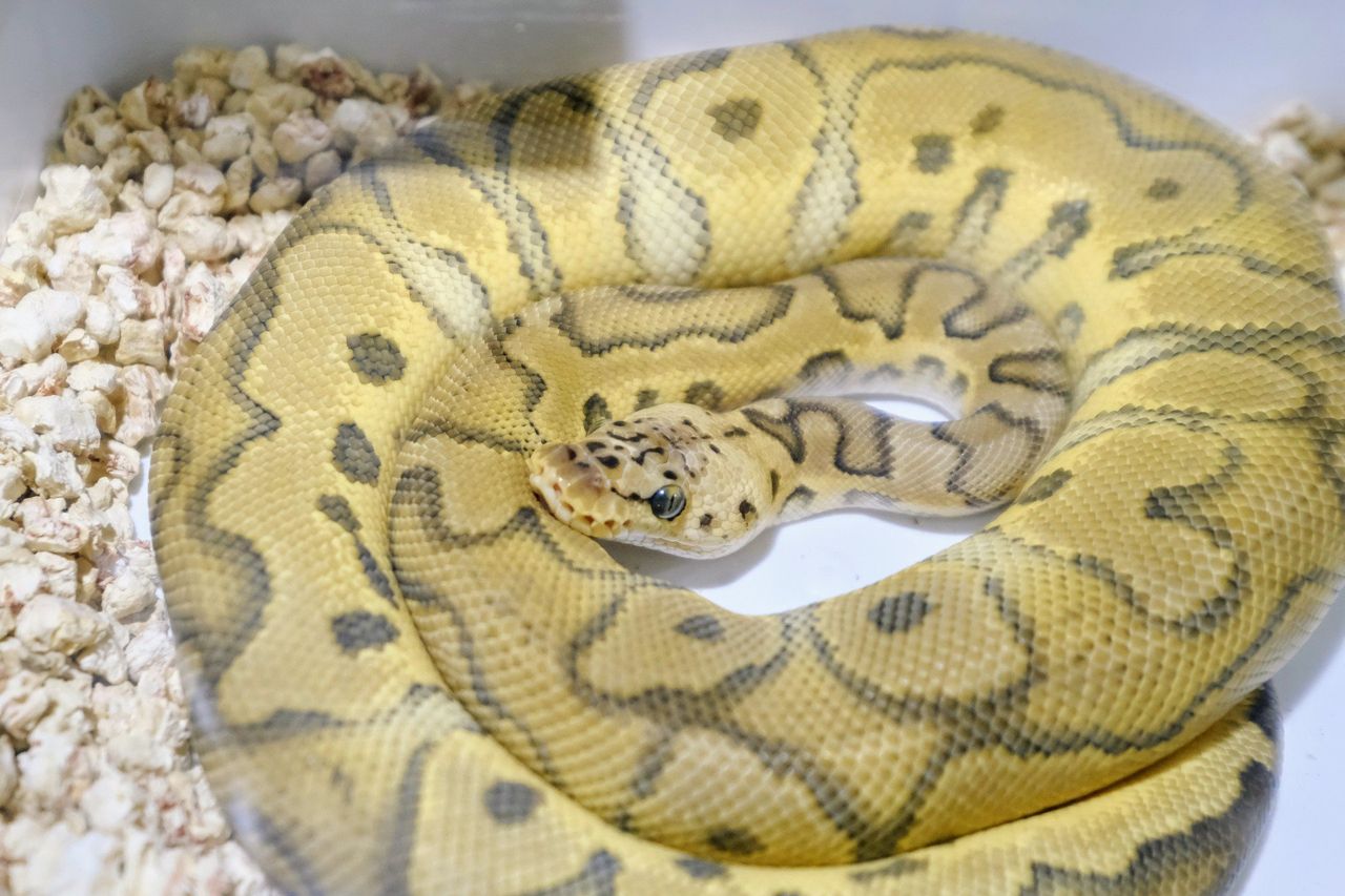 Poznań: Exotic Fest 2025. Festiwal egzotycznych zwierząt, roślin i akwarystyki już 28 września na Międzynarodowych Targach Poznańskich