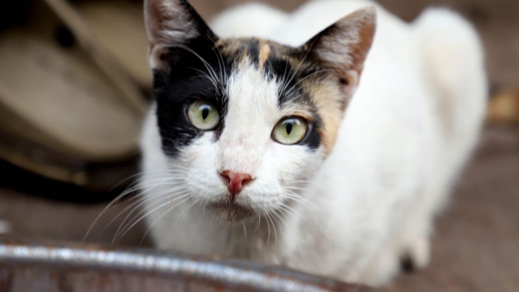 Koronawirus. Zakażony kot jest w dobrym stanie