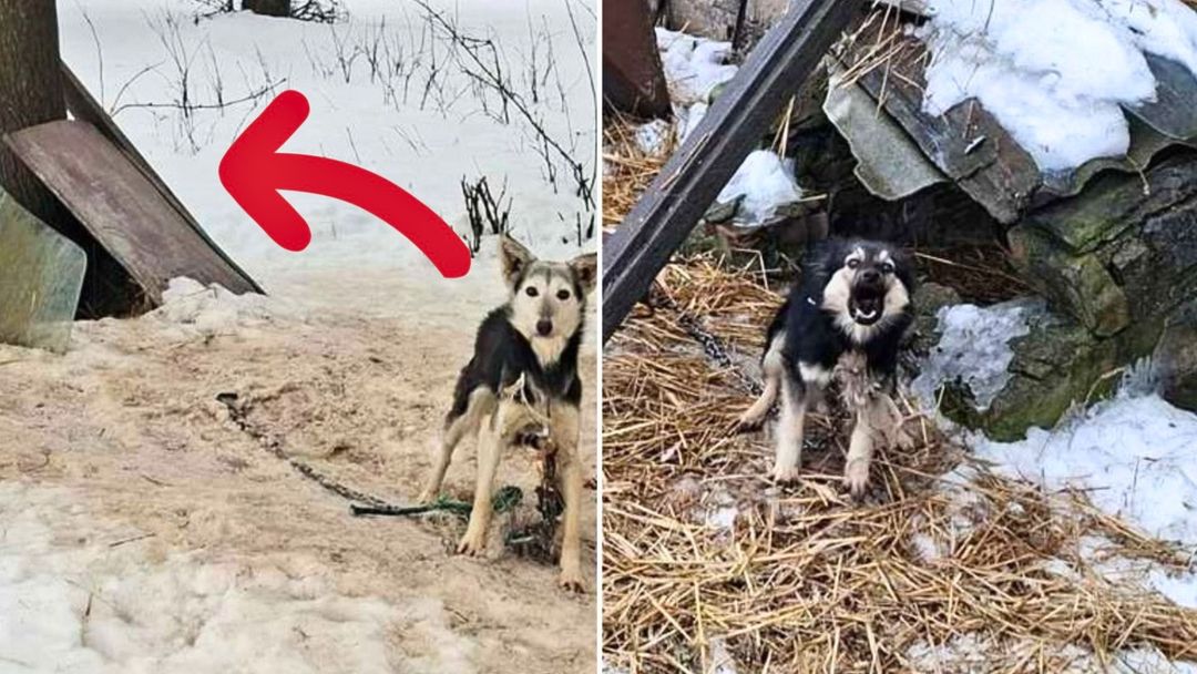 wiadomości,aktualności,WP Wiadomości Odkrycie na prywatnej posesji. Tak trzymali psy na mrozie