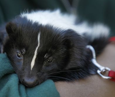 Śmierdzący problem. Skunksy uciekły z ZOO