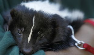 Śmierdzący problem. Skunksy uciekły z ZOO