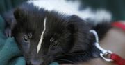 Śmierdzący problem. Skunksy uciekły z ZOO