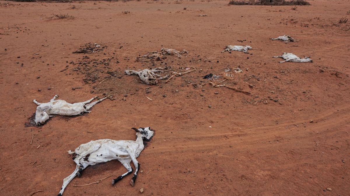 Somalia mierzy się ze suszą