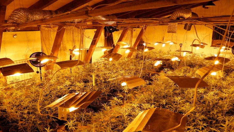 Mazowieckie. Plantacja marihuany w powiecie otwockim