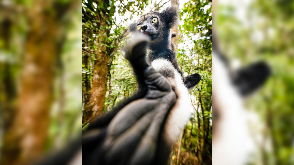Potrzebujesz pomocnej dłoni? Lemur juz na ciebie czeka 1