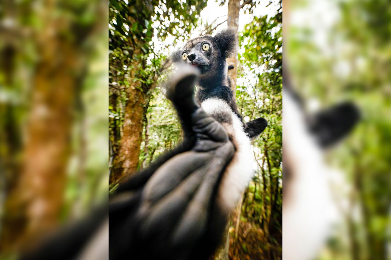 Potrzebujesz pomocnej dłoni? Lemur juz na ciebie czeka