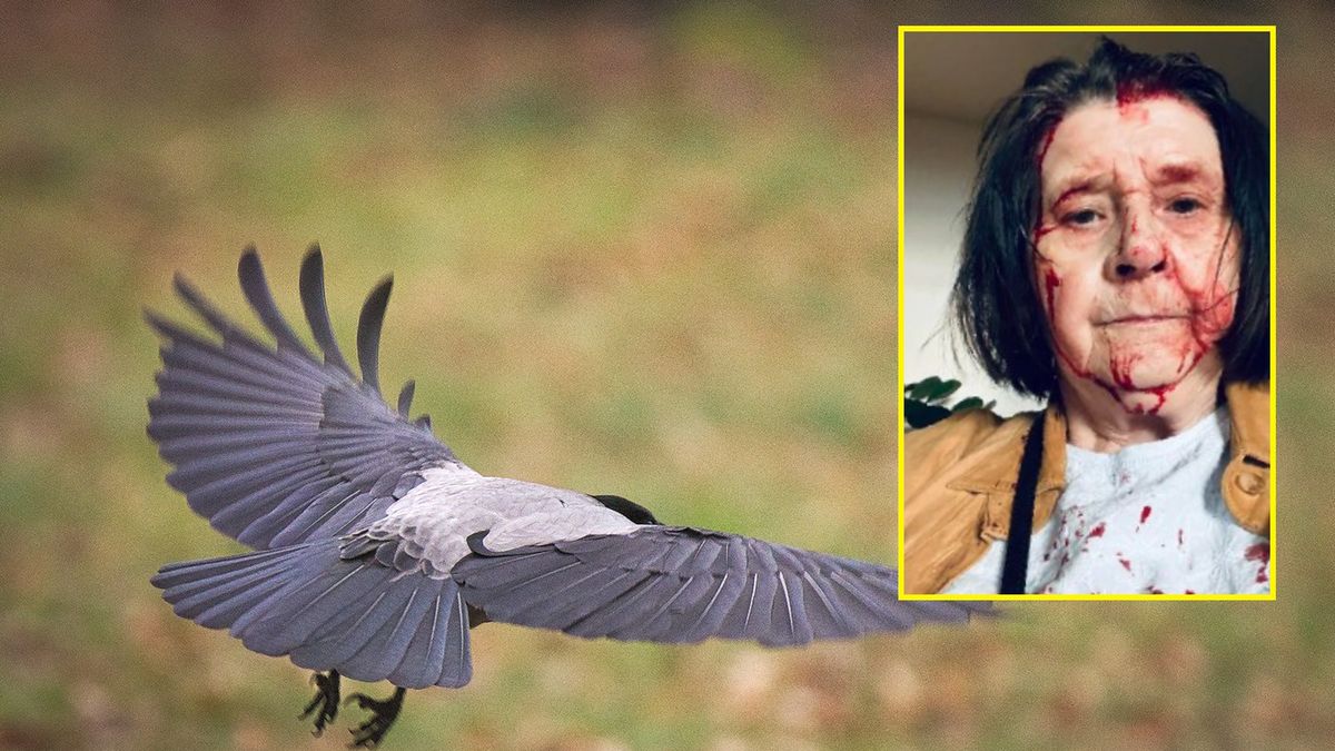 Kobieta została zaatakowana przez wrony 