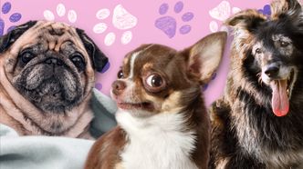 PSYCHOTEST: Bliżej ci do kanapowego leniuszka czy krwiożerczej chihuahua? Sprawdź, który pies to twoje alter ego!