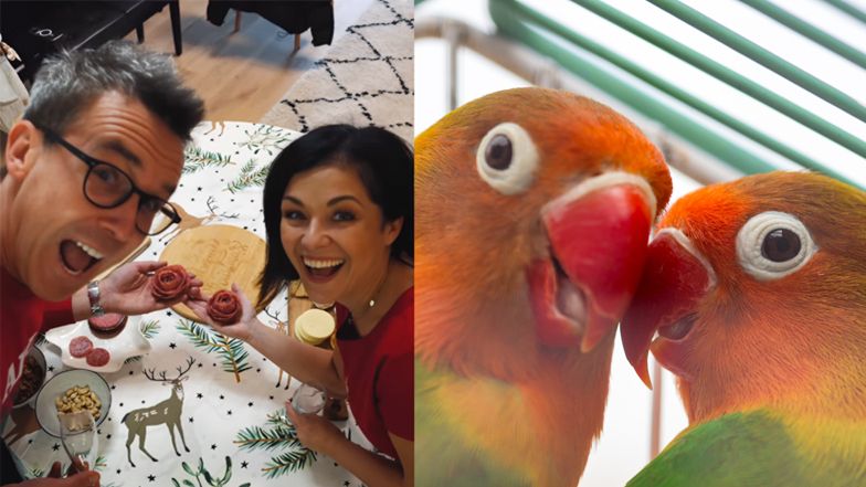  Papużki nierozłączki, które wyglądają jak "Kurzopki"