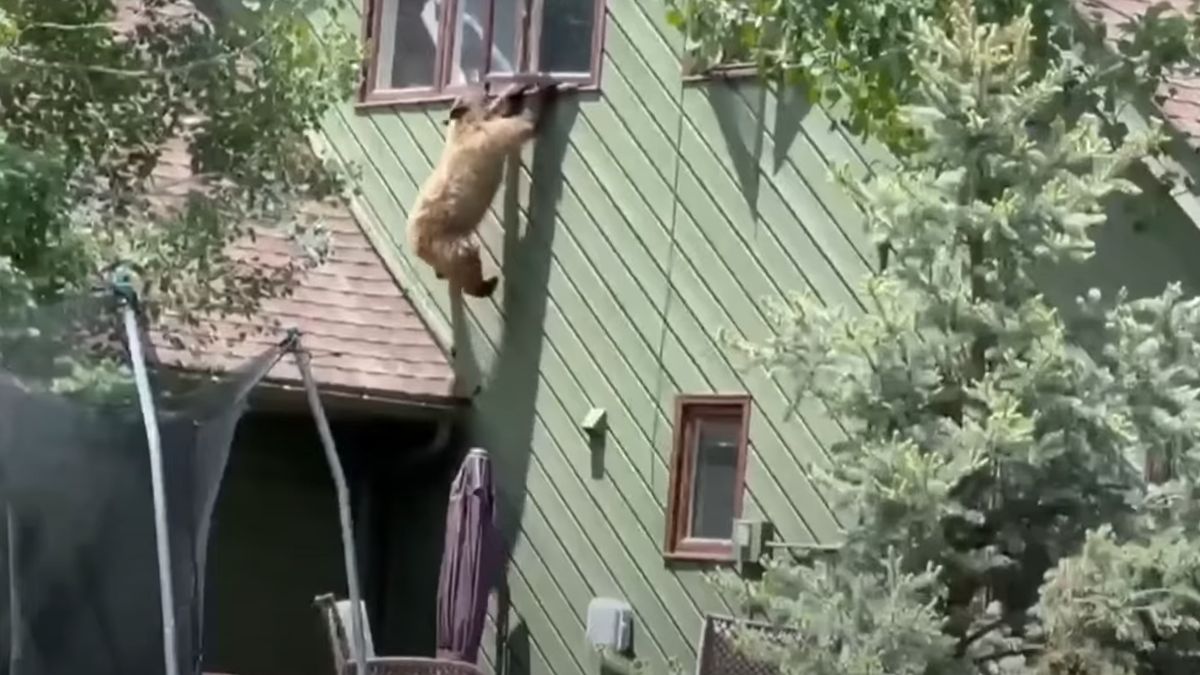 Niedźwiedź postanowił poszukać przekąsek pod nieobecność gospodarza