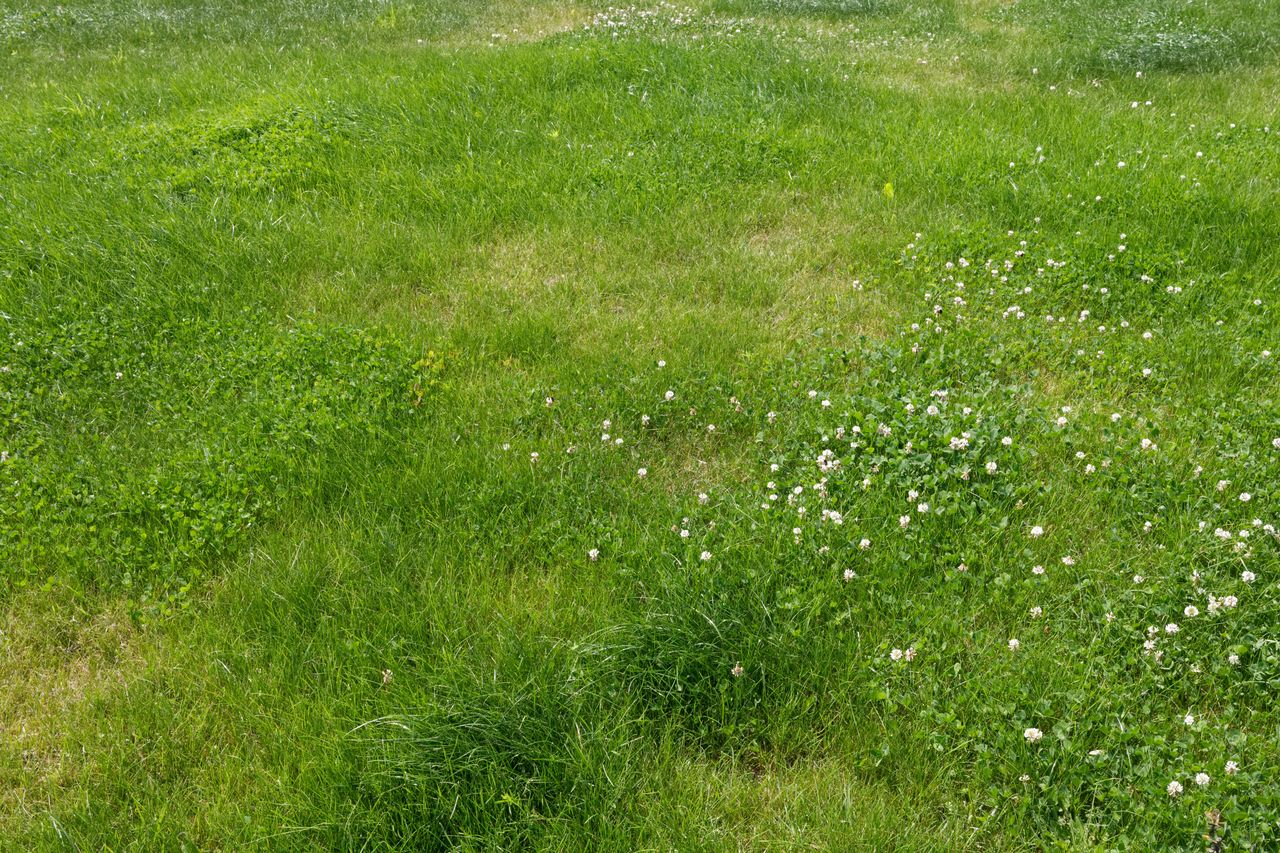 September ist der beste Monat für die Rasensanierung im Garten