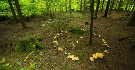 Widzisz czarci krąg? Leśnicy tłumaczą, co oznacza