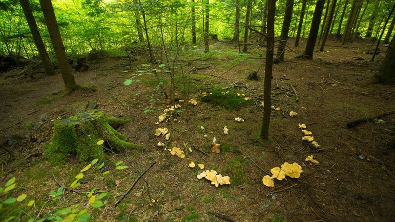 Nazywany czarcim kręgiem. Jeśli zobaczysz w lesie, musisz pamiętać o jednym