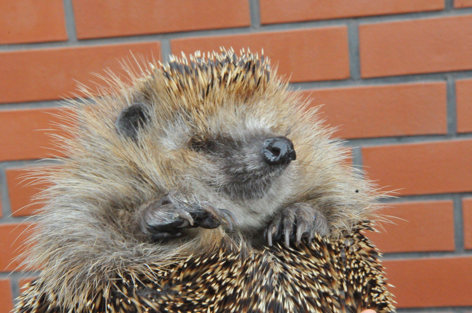 Jeże czasem potrzebują naszej pomocy