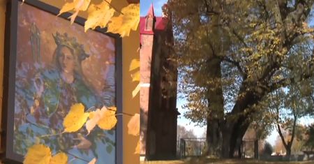 Pielgrzymi obgryźli 700-letnią lipę! Wierzą, że... leczy zęby!