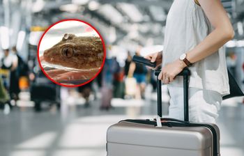 Wrócili z włoskich wakacji. Niespodziewany gość wyszedł z walizki