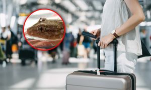 Wrócili z włoskich wakacji. Niespodziewany gość wyszedł z walizki