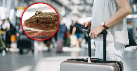 Wrócili z włoskich wakacji. Niespodziewany gość wyszedł z walizki