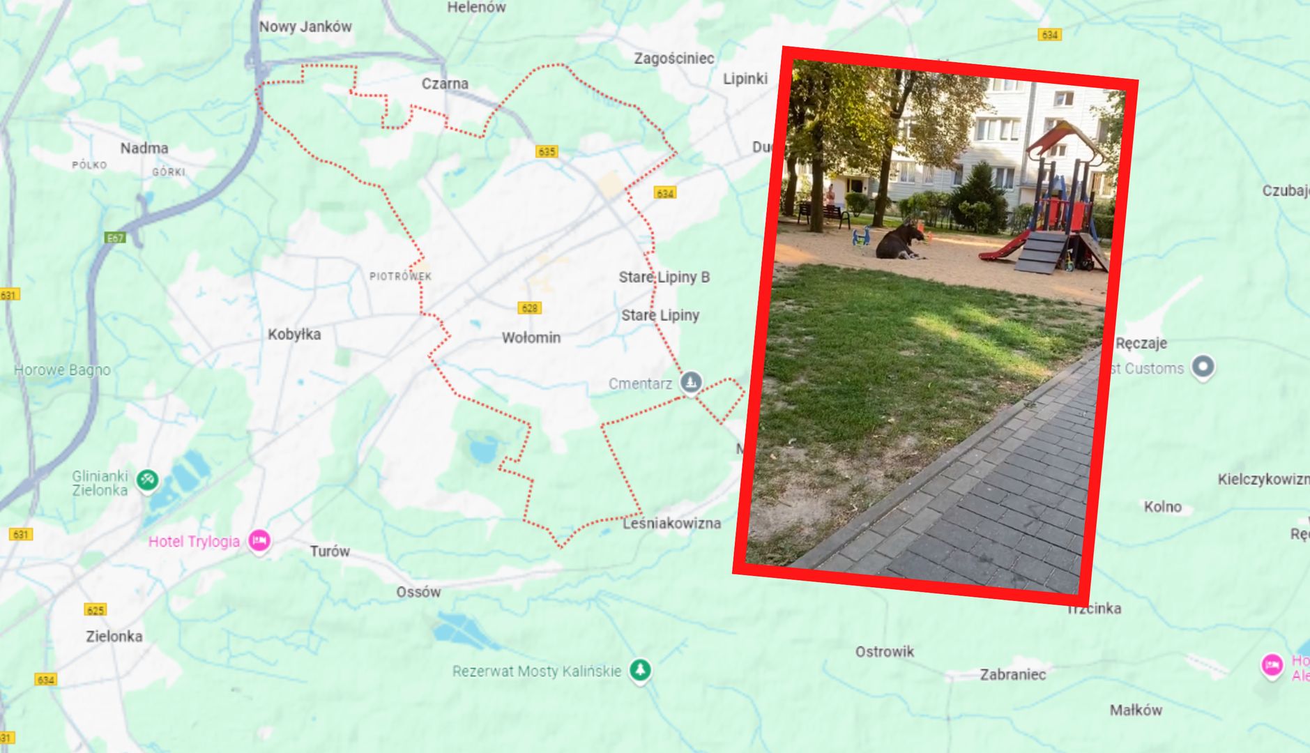 Łoś co rusz pojawia się na ulicach Wołomina