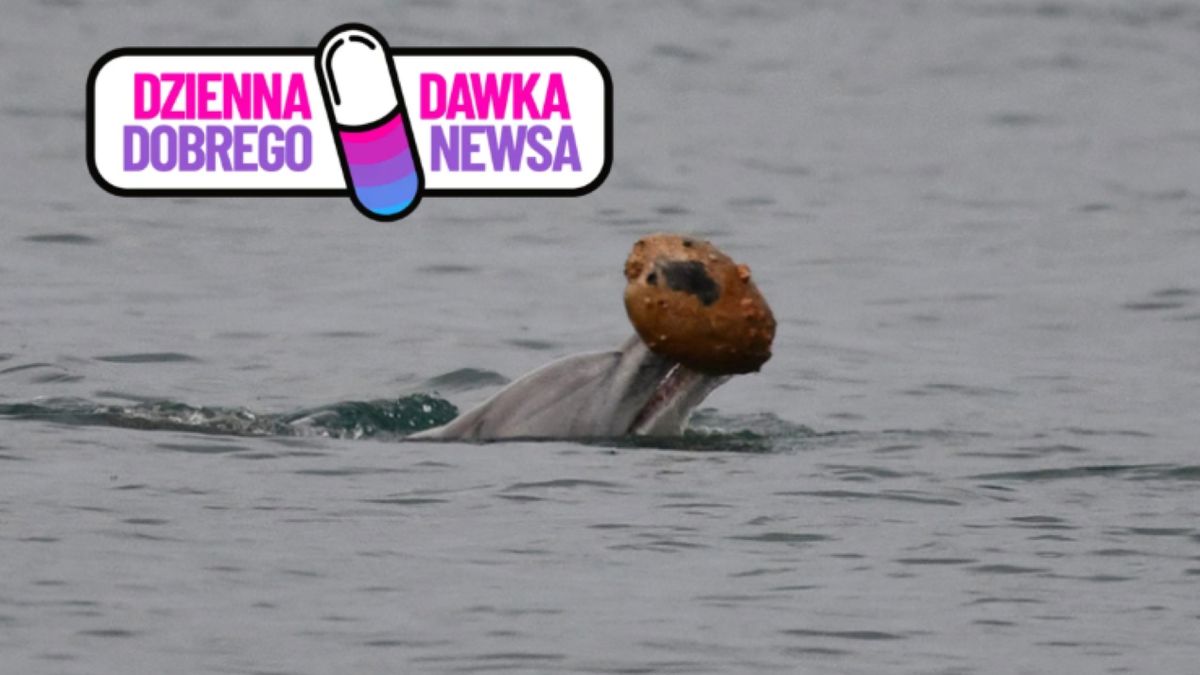 Delfiny wykorzystują muszle do polowania