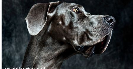 Dog niemiecki – pies, który zajmuje całą kanapę, ale też Twoje serce