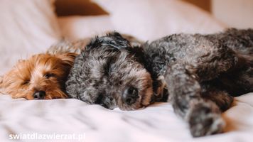 Czy Twój pupil odczuwa zmianę pogody? Oto jak wpływa na niego jesienny chłód