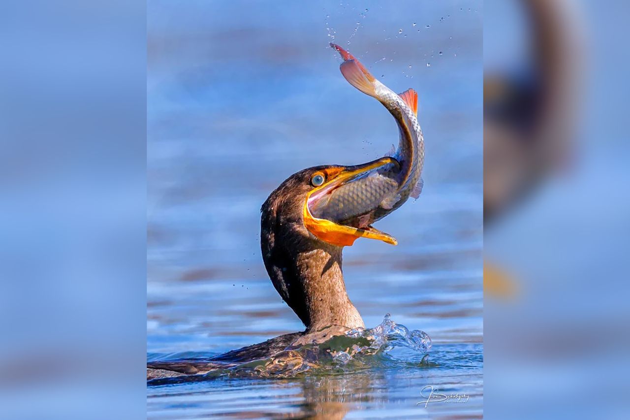 Zdjęcia dnia: Zachłanny kormoran. Ledwo zmieścił rybę w dziobie!