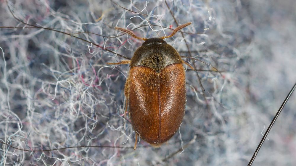 Ukrywają się w dywanach. Jak pozbyć się szubaków?