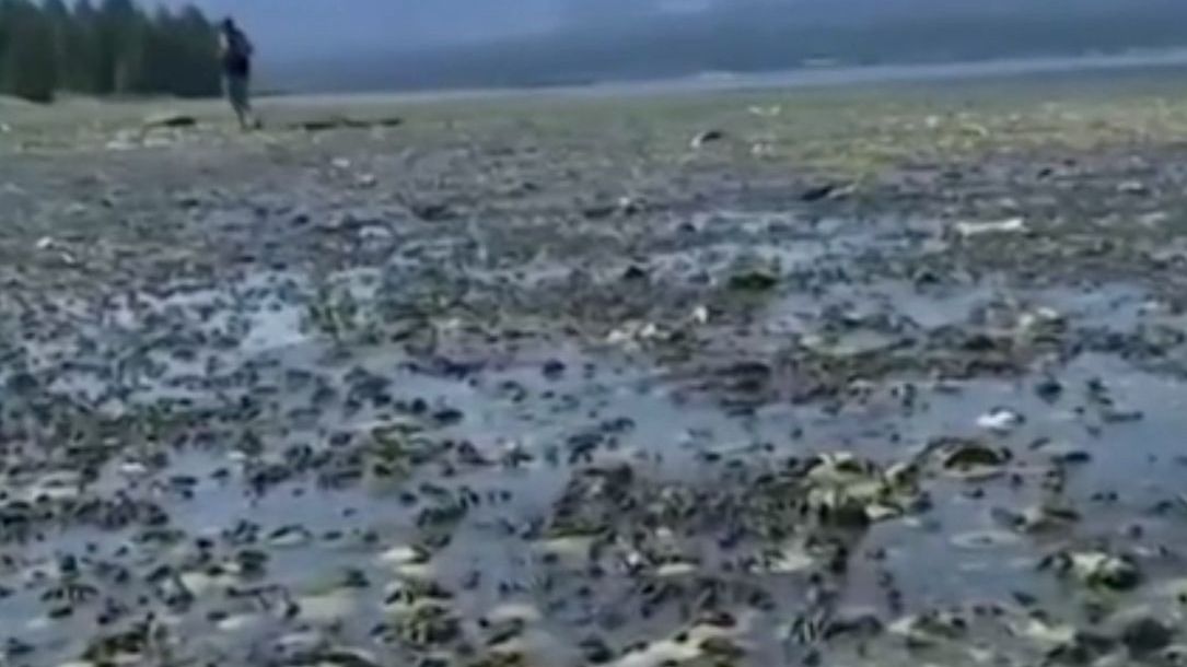 Ekstremalne upały zbierają krwawe żniwo. Na plażach ma miejsce masowe wymieranie skorupiaków i innych morskich żyjątek