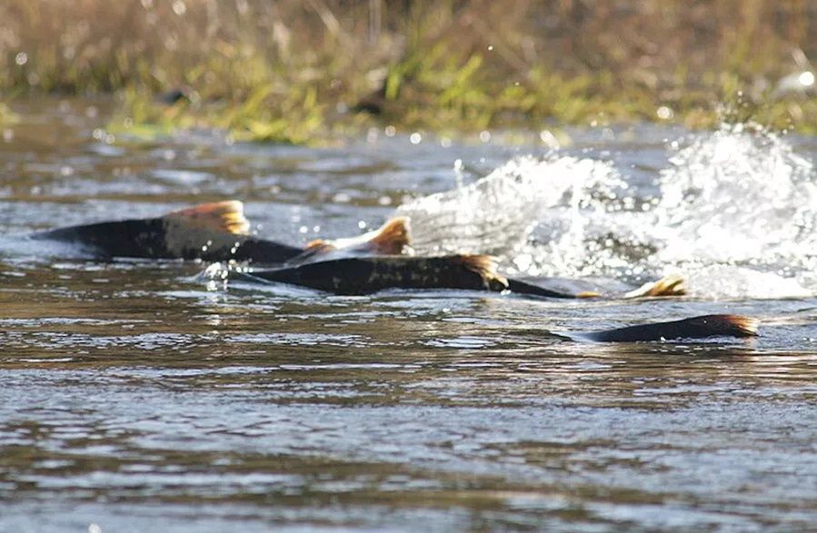 Mamy poważny problem. Spada populacja słodkowodnych ryb wędrownych