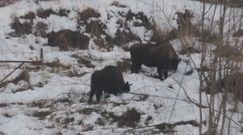 Pastwisko na zboczu góry. Nadleśnictwo Baligród dzieli się niezwykłym nagraniem