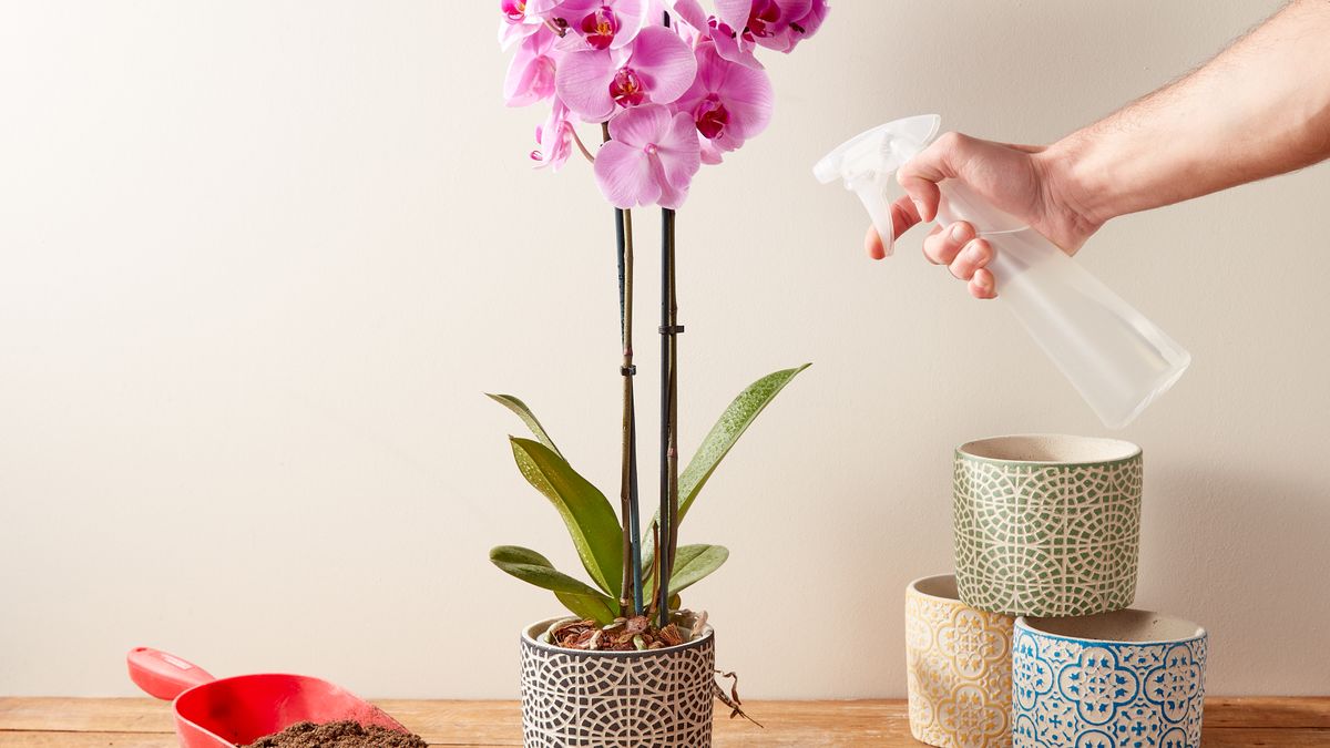 Jak podlewać storczyki?