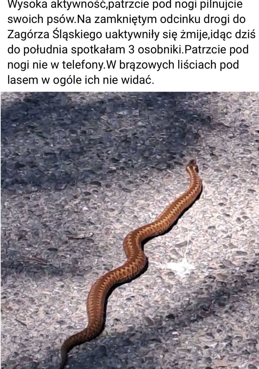 Żmije zygzakowate